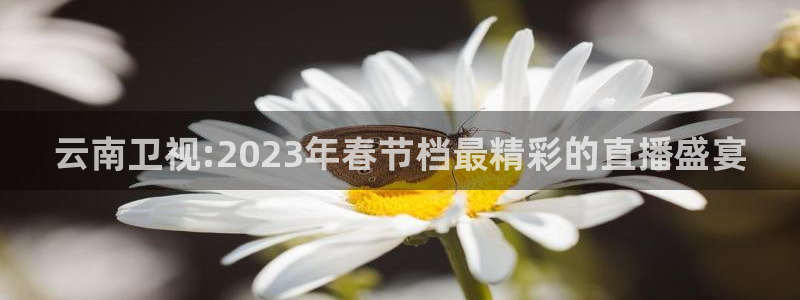 3833tv直播：云南卫视:2023年春节档最精彩的直播盛宴